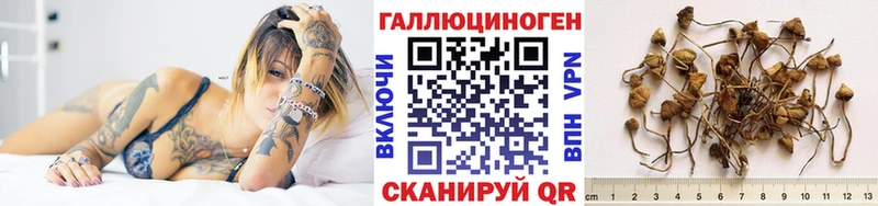 как найти закладки Тулун Псилоцибиновые грибы Psilocybe
